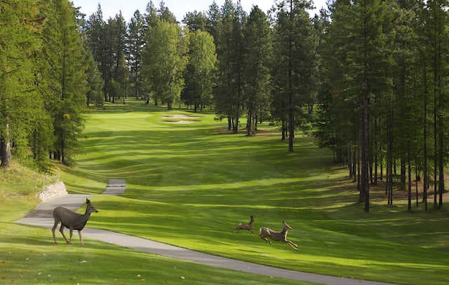 Purcell Golf — photo 5