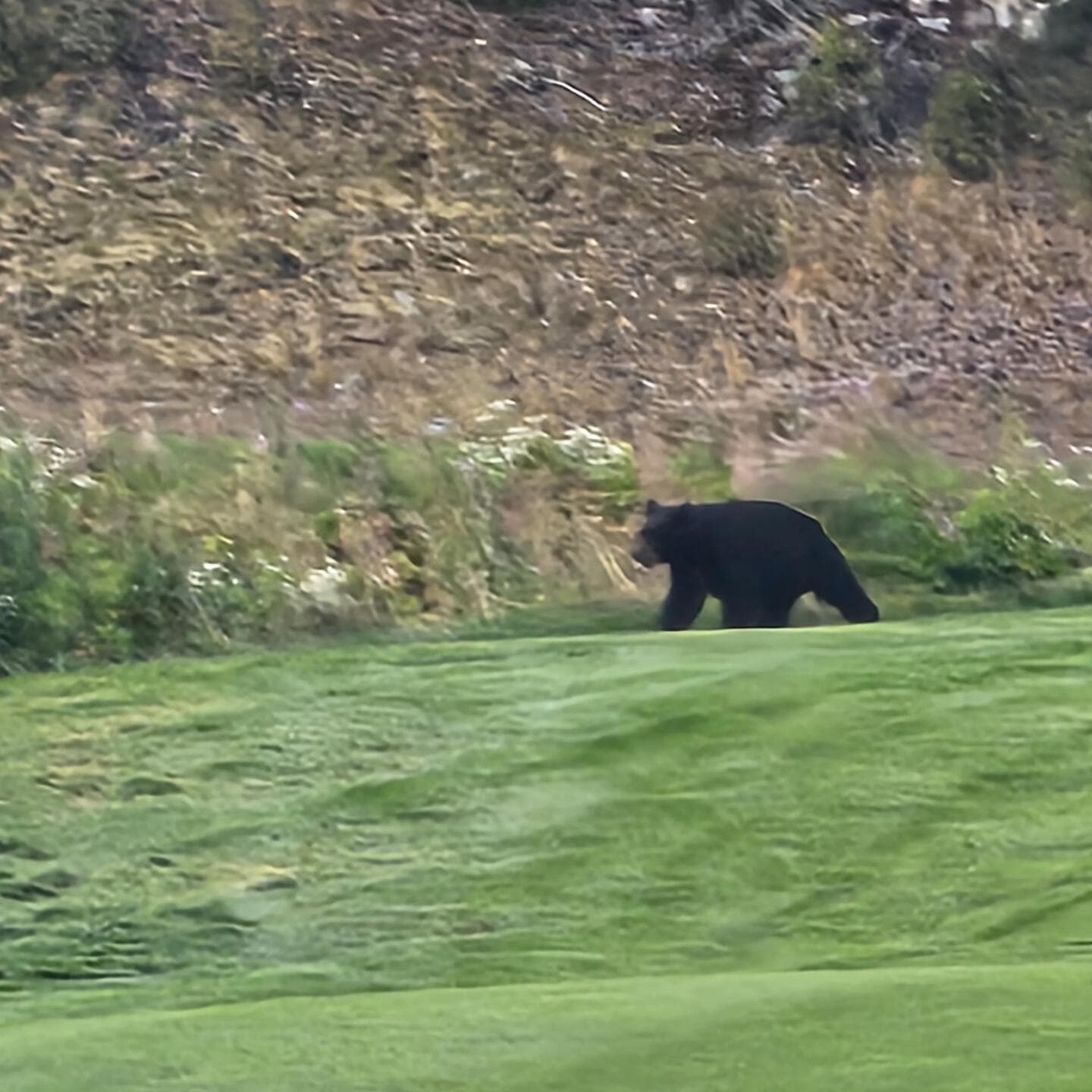 Chateau Whistler Golf Club — photo 3