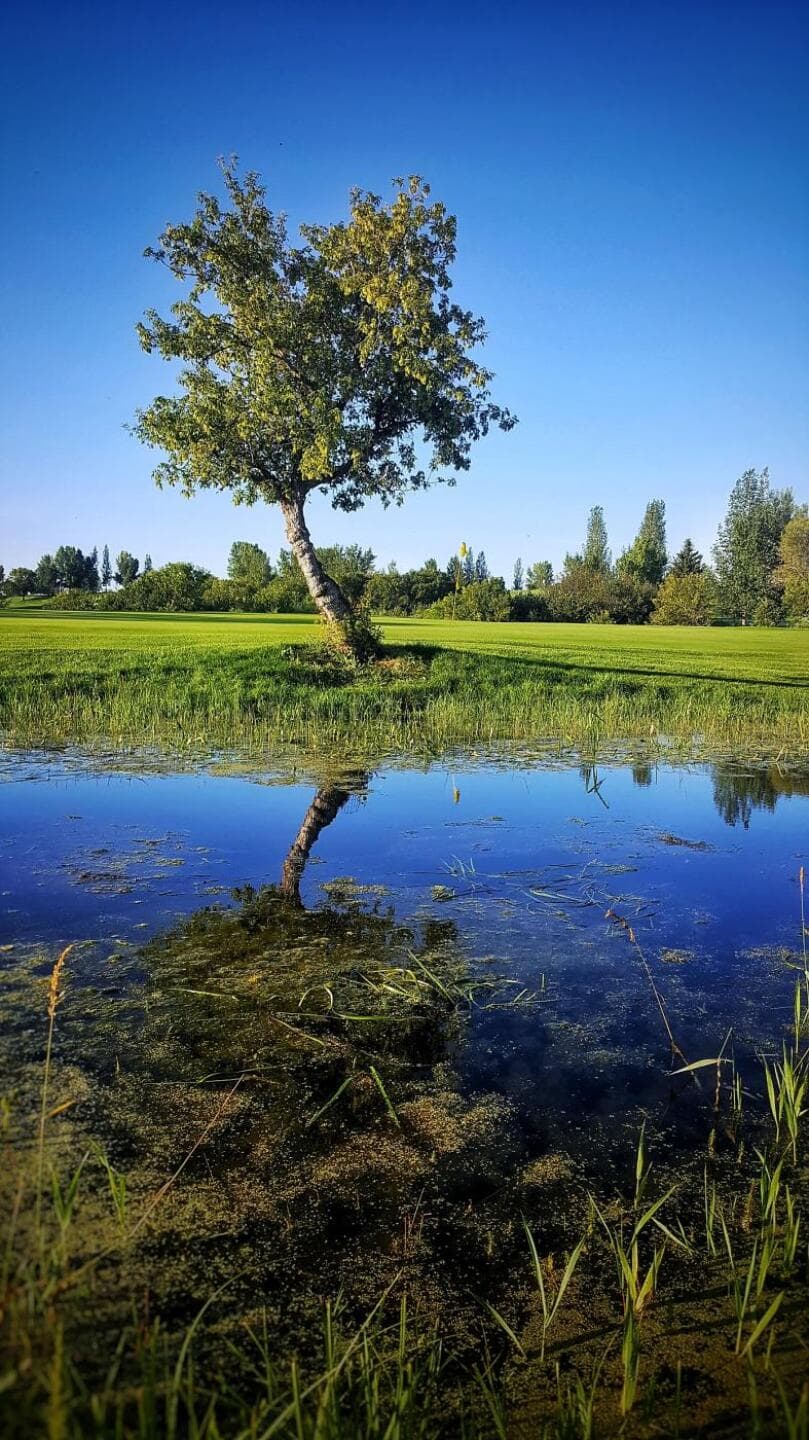 Flowing Springs Golf Greens — photo 2