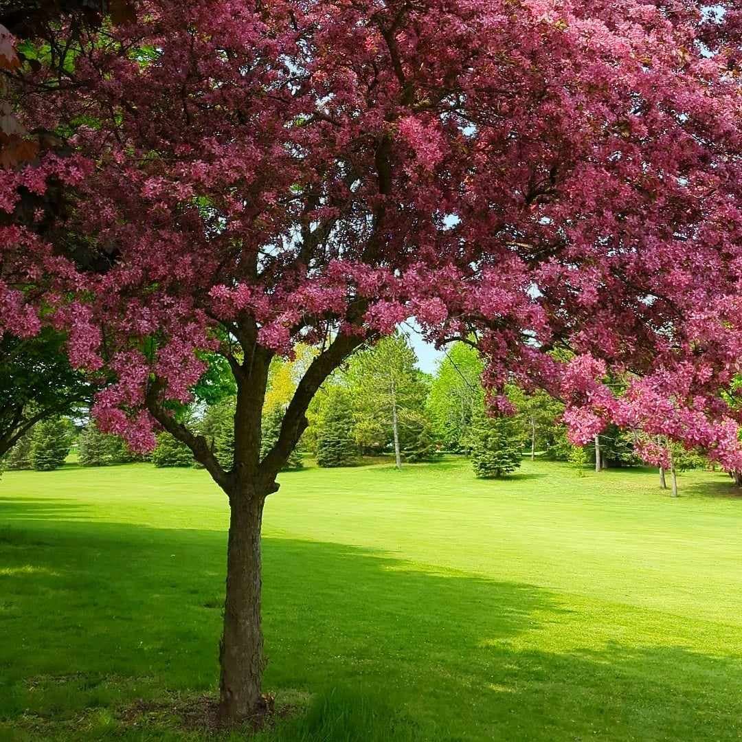 Puslinch Lake Golf Course Ltd. golf course