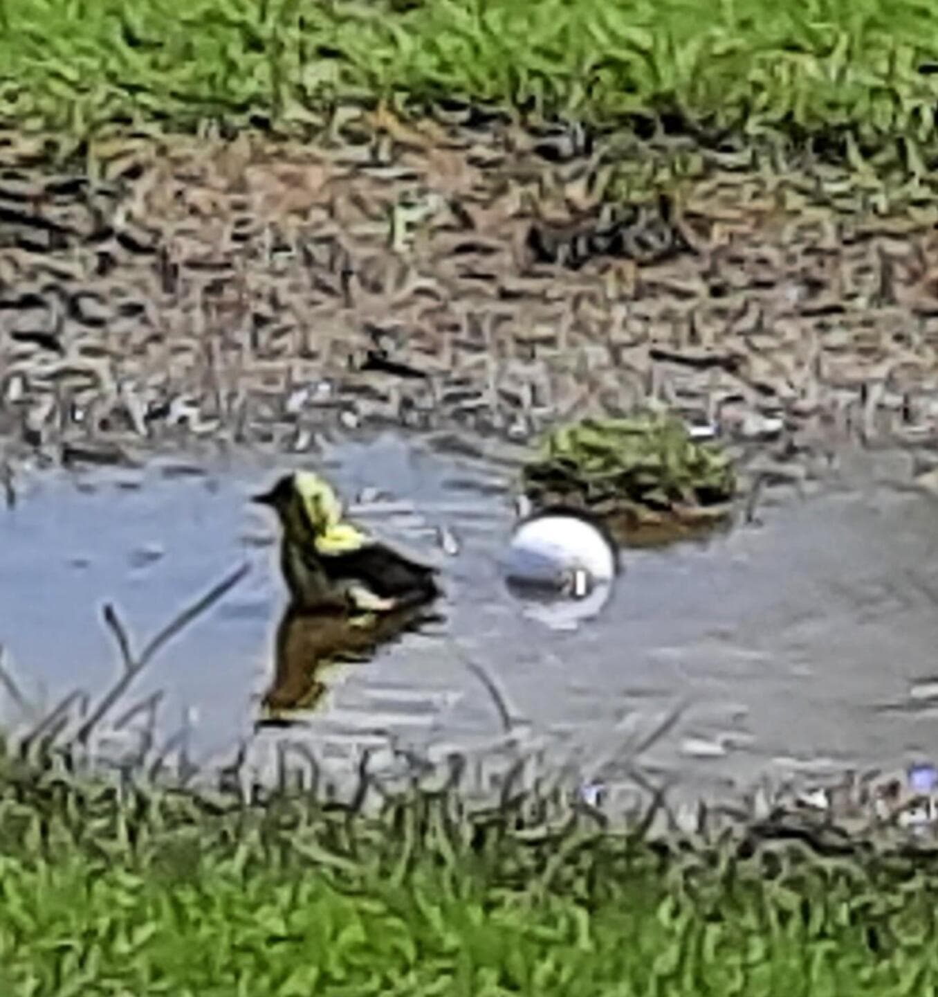 Southbrook Golf & Country Club — photo 3