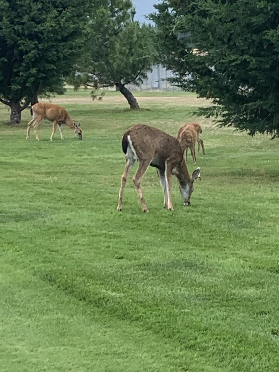 Glacier Greens Golf Club golf course