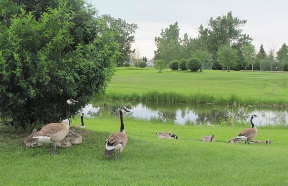 Stettler Golf & Country Club golf course