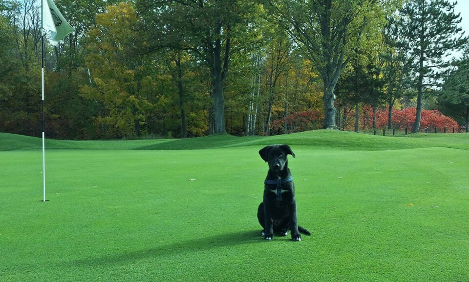Renfrew Golf Club golf course