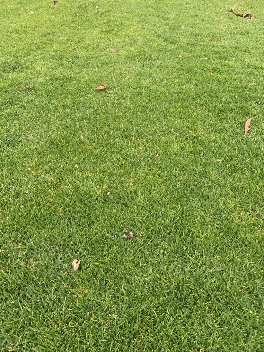 Ridgetown Golf & Curling Club golf course